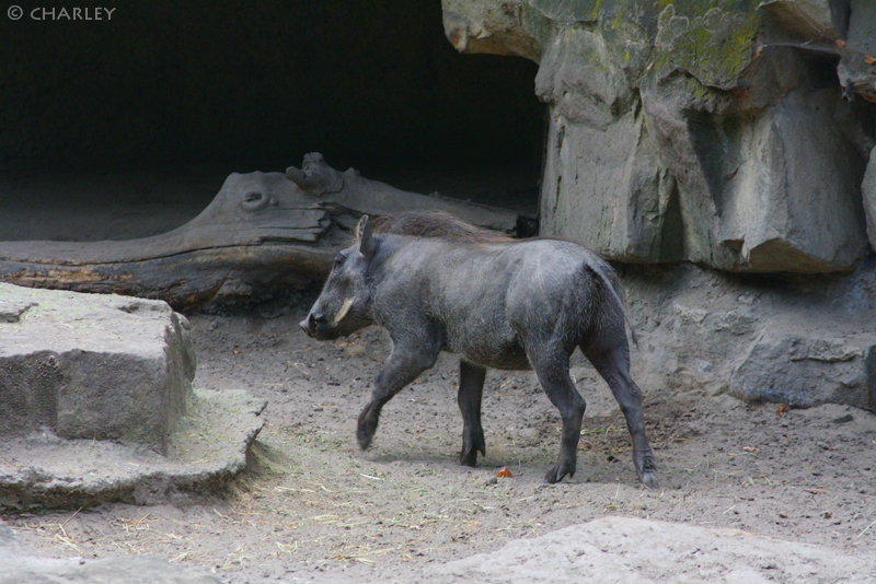 zoo-berlin2010 (65).jpg